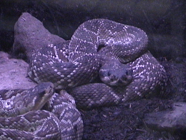 crotalus molossus 2.jpg [88 Kb]